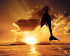 SunSet Dolphin backdrop