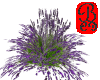LavenderBush