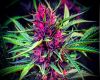 Purple Haze