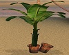 BANANA TREE IN BUCKET