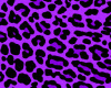 purple lush leopard