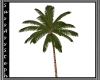 [SS] Palm Animated