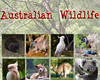 Aust. Wildlife Collage
