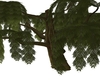 Gryffn weeping willow