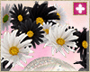 add on daisies v2