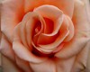 Peach Rose Light