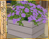 I~Lavender Flower Box