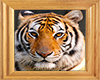 Tiger in Frame
