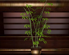 Sushi Bar Bamboo Plant
