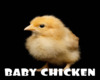 *Baby Chicken