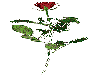 A simple red rose