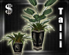[TT]Gld/blk double plant