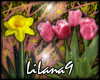 *LL* Tulips/Daffodil enh