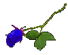 rose sticker