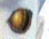 Spiral Nebula Eyes