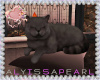 :A: Fancy Cat