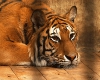 Tiger2(wildCat)