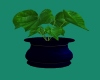 Plant - Blue