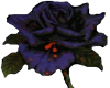 {MR} Dark Rose