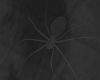 ghost spider 🕸
