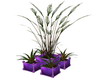 Purple Plants 2