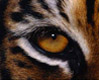 Bengal tiger eye