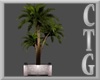 BEL AIR  INDOOR PALM