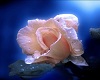 [Tazz]Pink rose