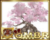 QMBR Tree Cherry Blossom