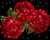 the lady rose