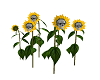 Skelly Sunflowers
