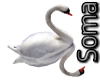 Animated Swan's Swimming