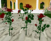 Red Rose Bushes