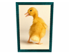 cute duck in frame