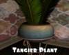 *Tangier Plant