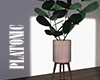 plant v2