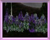 lavender  bush v1