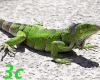 [3c] My Iguana