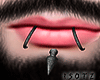 Z. labret P v2