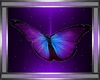 papillons purple