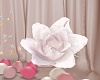 rose  white