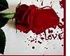 bleeding rose love