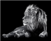 Lion Black and White