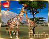 [Efr] Africa Giraffe