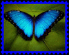 ~R~Blue Butterflies Anim
