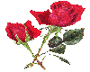 M Two Red Roses Lg
