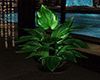 Folhagem Planta