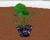 LL-Purple hrts pot/plant
