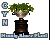 Moody Bluez Plant