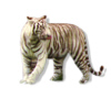 tribal tiger tattoo